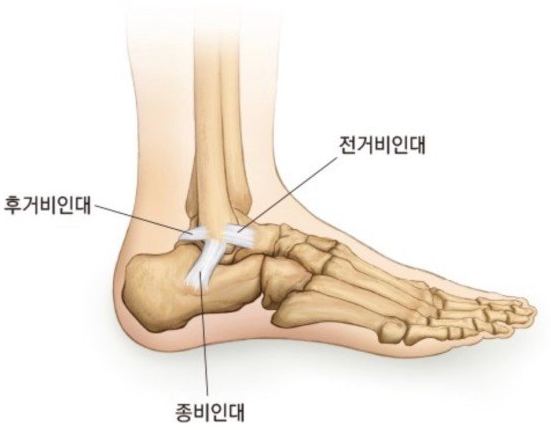 발목 인대 위치를 표시한 해부 그림