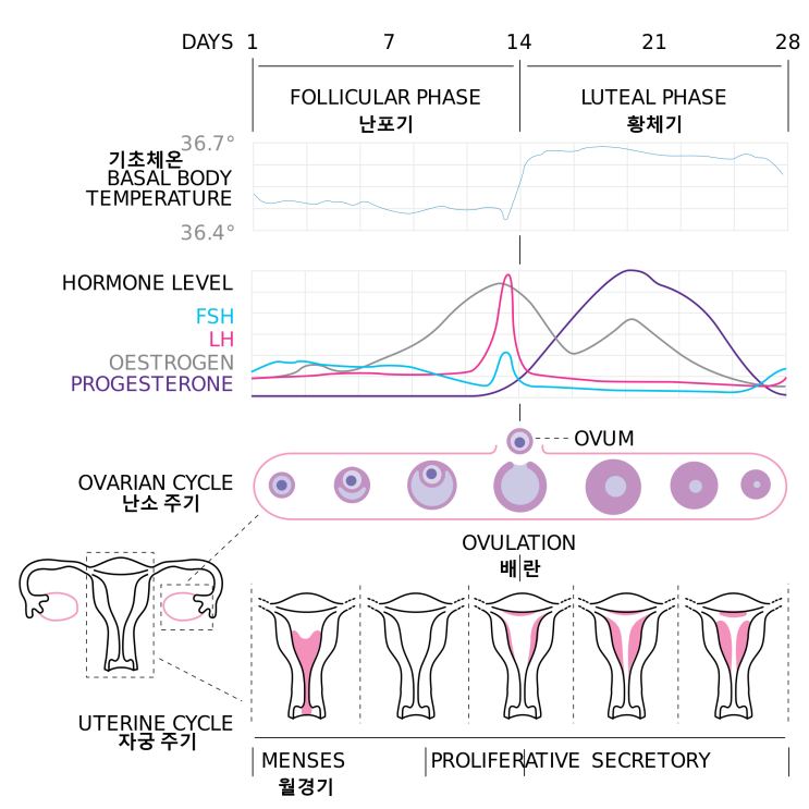 여성 생리 주기와 호르몬 변화를 나타낸 도표