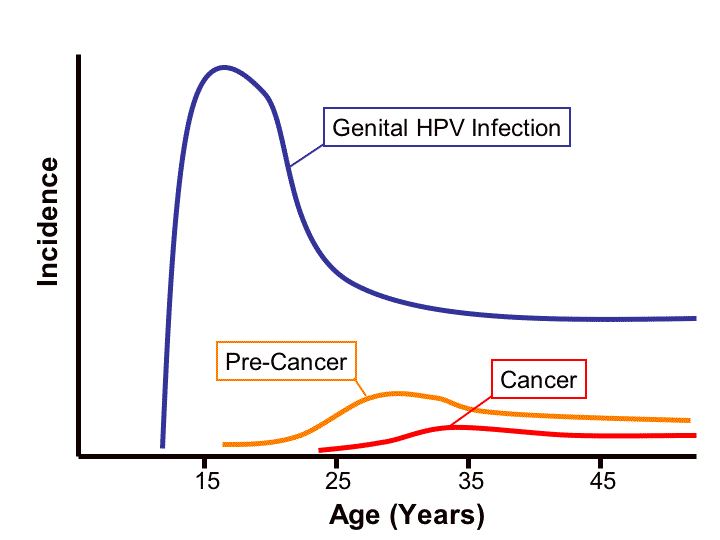 HPV 감염과 암 발생률 관계를 보여주는 그래프